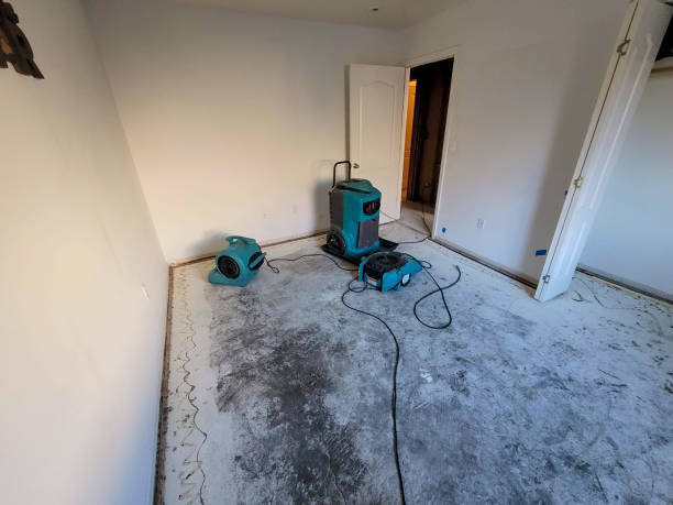 Best Mold removal after water damage  in Geistown, PA